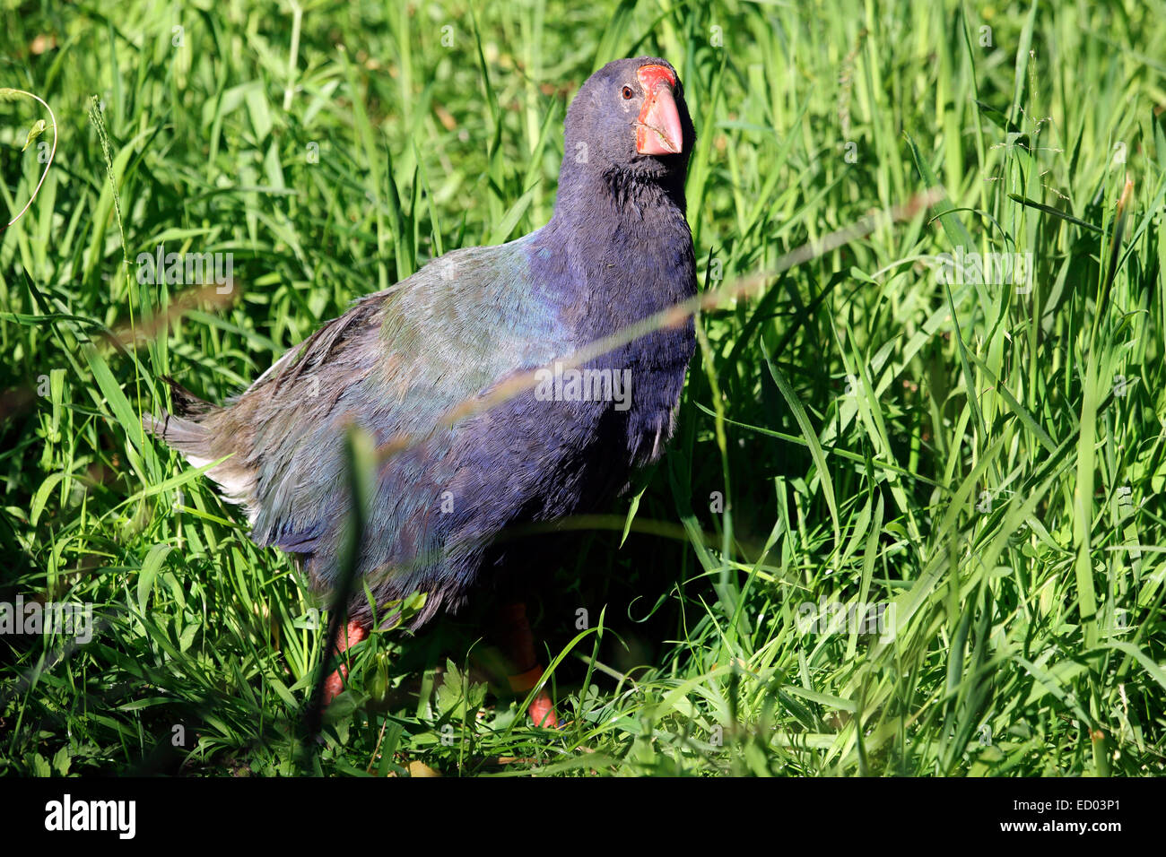 Talève takahé oiseau indigène de Nouvelle Zélande Banque D'Images