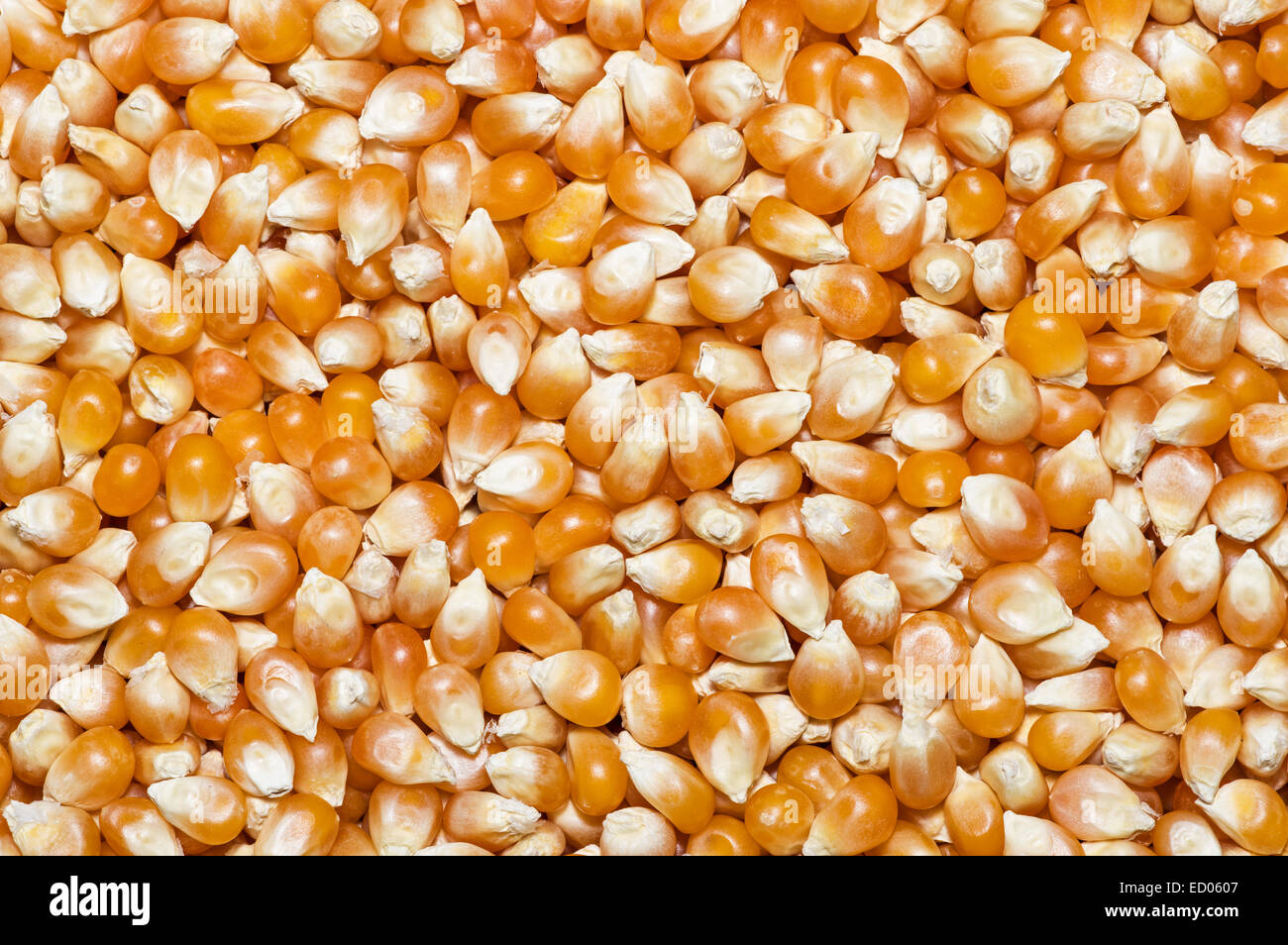 Les grains de maïs soufflé "dépilés" image de texture d'arrière-plan Banque D'Images