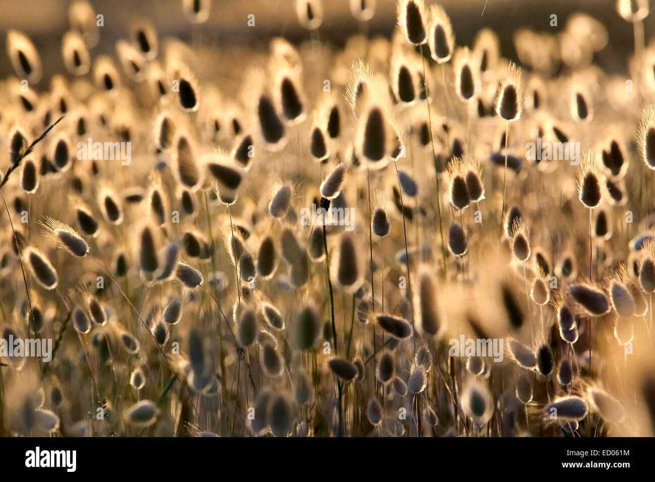 La linaigrette (Eriophorum) la floraison des plantes côtières nature background Banque D'Images