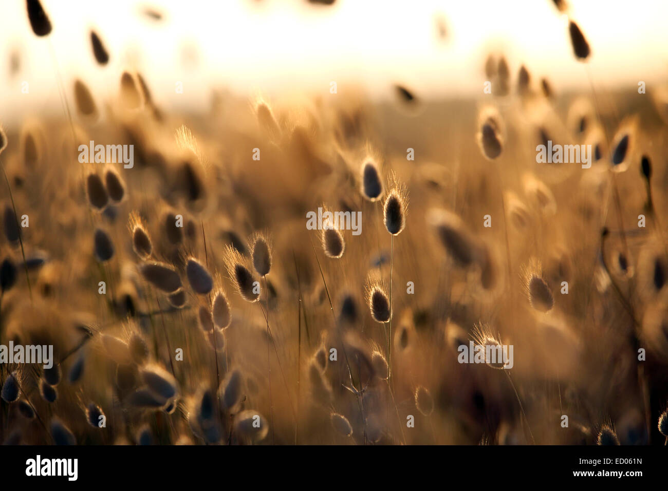 La linaigrette (Eriophorum) la floraison des plantes côtières nature background Banque D'Images