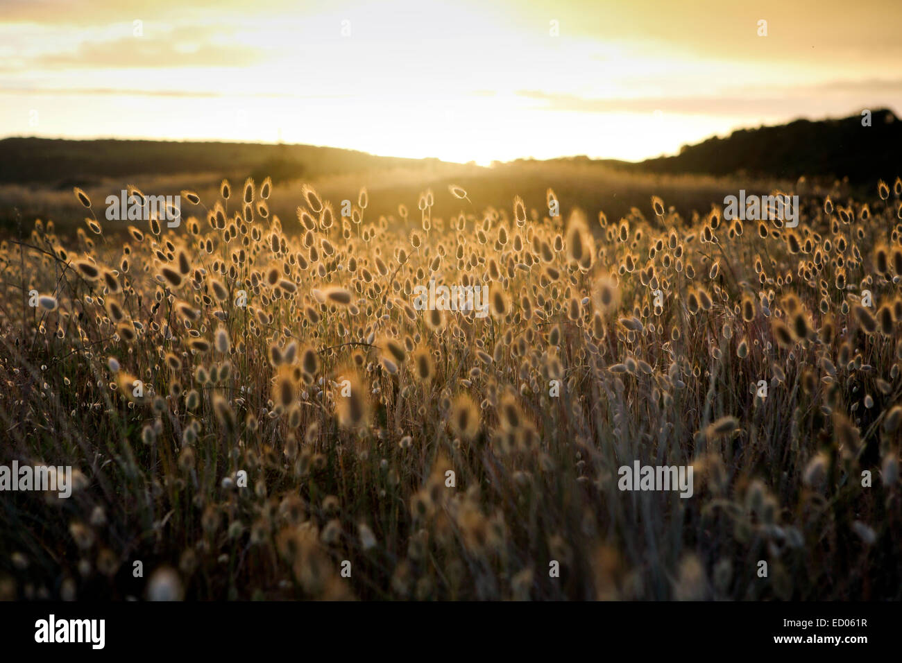 La linaigrette (Eriophorum) la floraison des plantes côtières nature background Banque D'Images