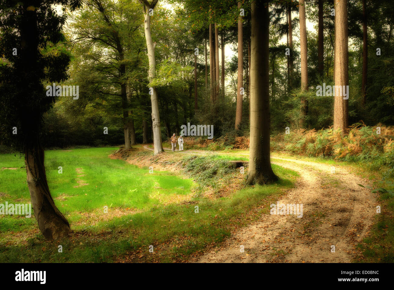 Pays-bas, Senior couple walking in forest Banque D'Images