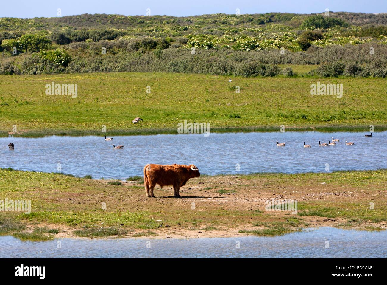 étang de vache de mer Banque de photographies et d’images à haute ...