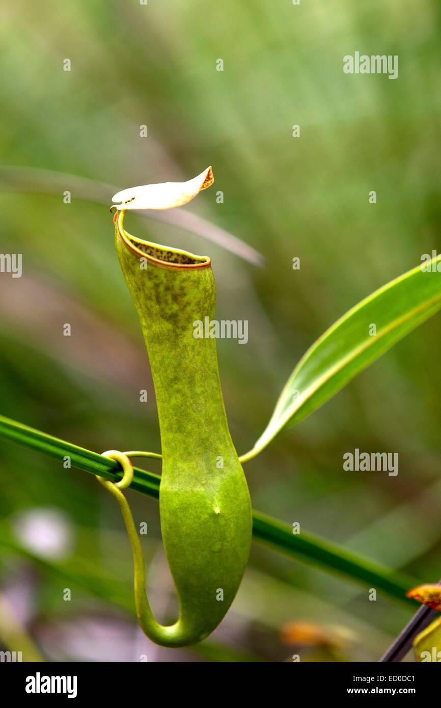 La Malaisie, l'État de Sarawak, parc national de Bako, antenne pitcher de sarracénie (Nepenthes gracilis) Banque D'Images