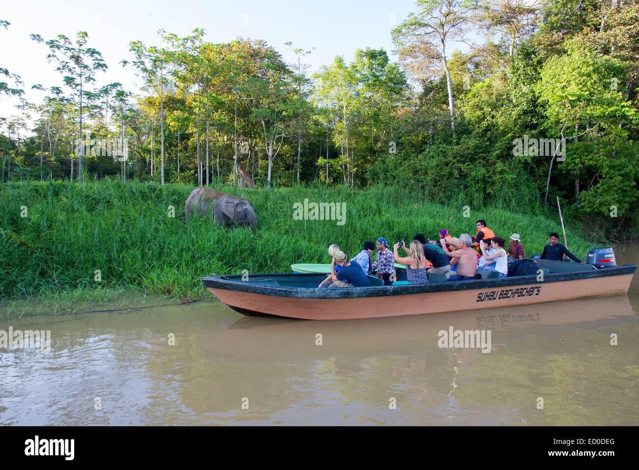 L'état de Sabah en Malaisie Bornéo Kinabatangan River ou de l'éléphant l'éléphant pygmée Bornéo (Elephas maximus borneensis) subspieces de Banque D'Images