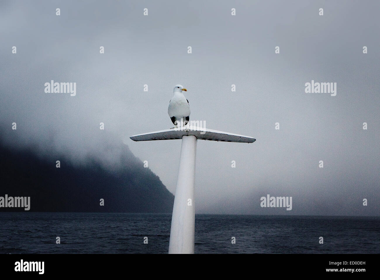 L'Argentine, Rio Negro, Bird perching on fin de voile Banque D'Images