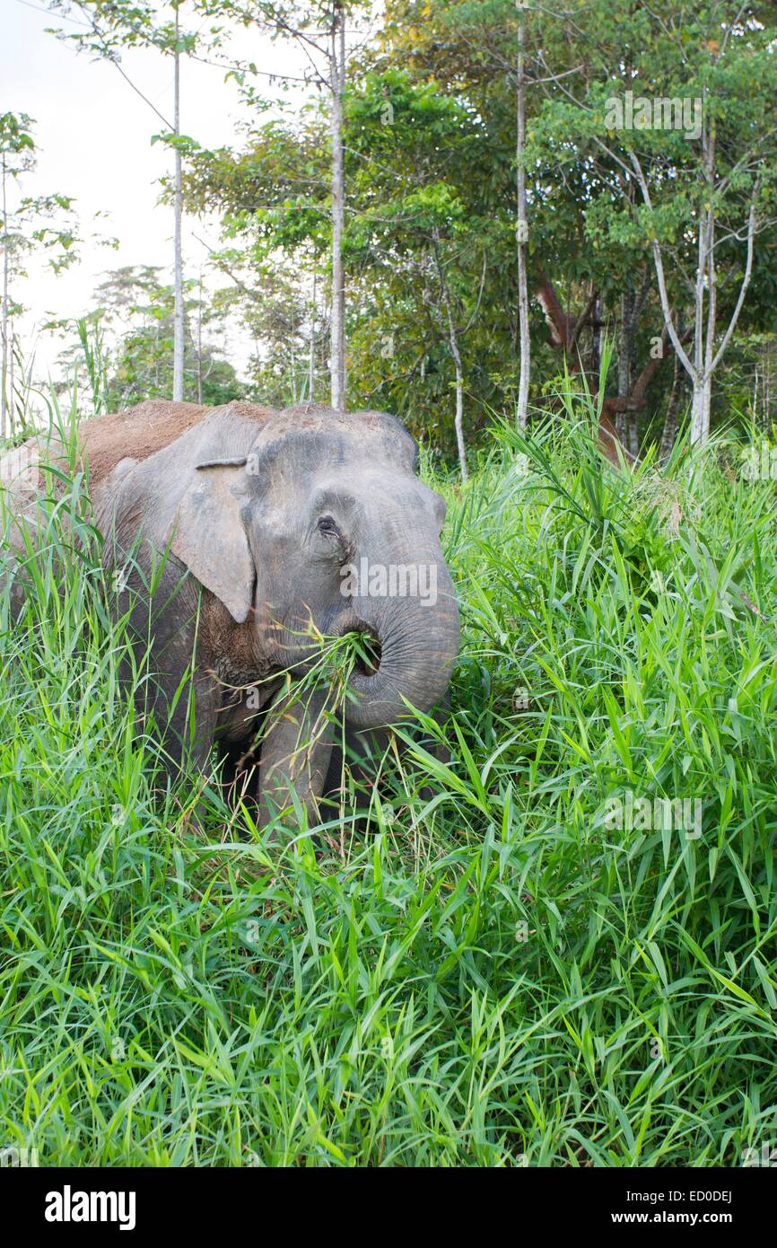 L'état de Sabah en Malaisie Bornéo Kinabatangan River ou de l'éléphant l'éléphant pygmée Bornéo (Elephas maximus borneensis) subspieces de Banque D'Images