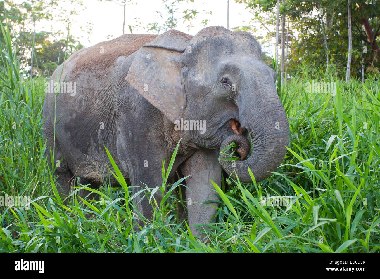 L'état de Sabah en Malaisie Bornéo Kinabatangan River ou de l'éléphant l'éléphant pygmée Bornéo (Elephas maximus borneensis) subspieces de Banque D'Images