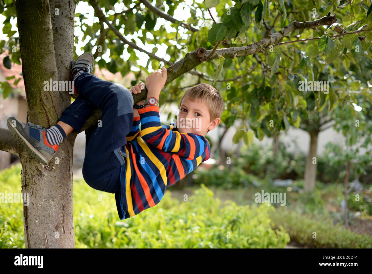 Petit garçon (6-7) hanging from tree Banque D'Images