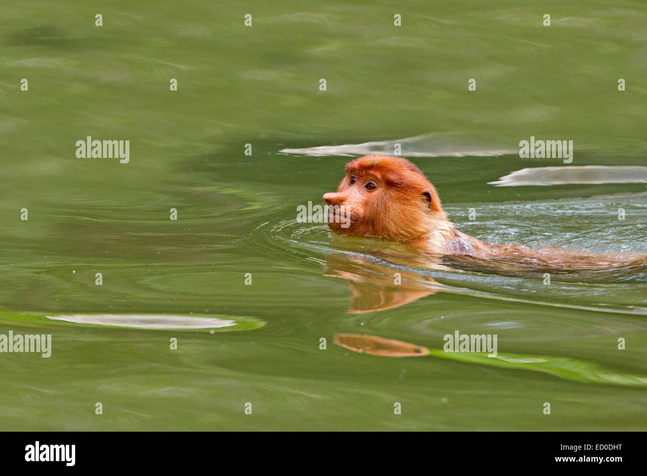 La Malaisie, Sabah State, Labuk Bay Proboscis Monkey ou singe bec long (Nasalis larvatus), natation Banque D'Images