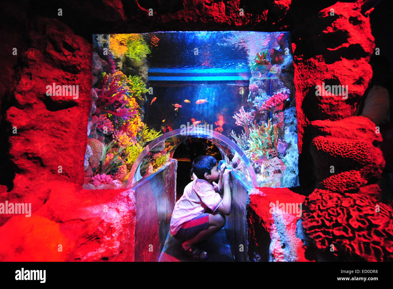 Bangkok, Thaïlande. Dec 23, 2014. Un visiteur regarde les poissons à Bangkok Sea Life aquarium Ocean World à Bangkok, Thaïlande, le 23 décembre 2014. © Sageamsak Rachen/Xinhua/Alamy Live News Banque D'Images