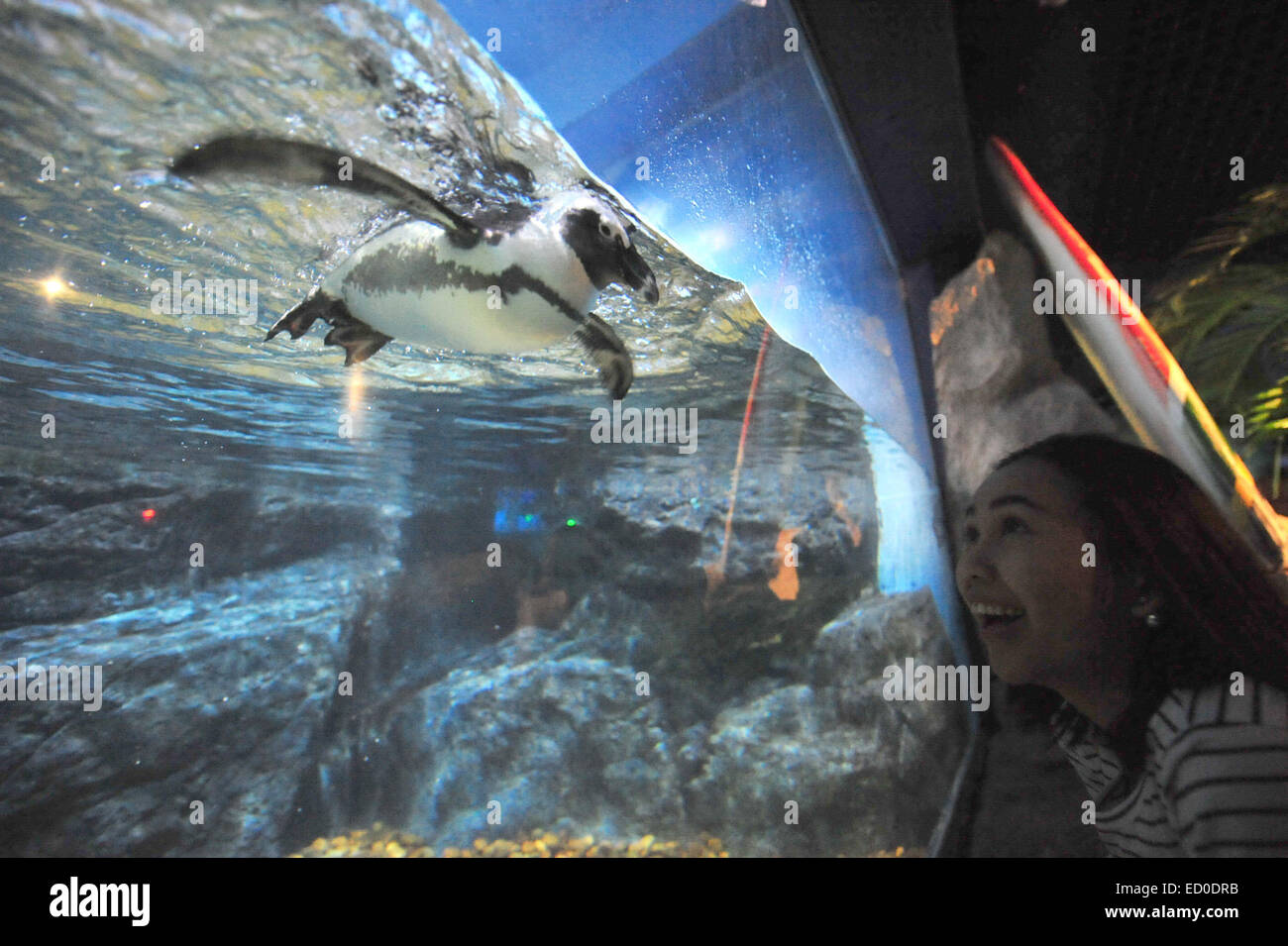 Bangkok, Thaïlande. Dec 23, 2014. Un visiteur regarde un pingouin à Bangkok Sea Life aquarium Ocean World à Bangkok, Thaïlande, le 23 décembre 2014. © Sageamsak Rachen/Xinhua/Alamy Live News Banque D'Images