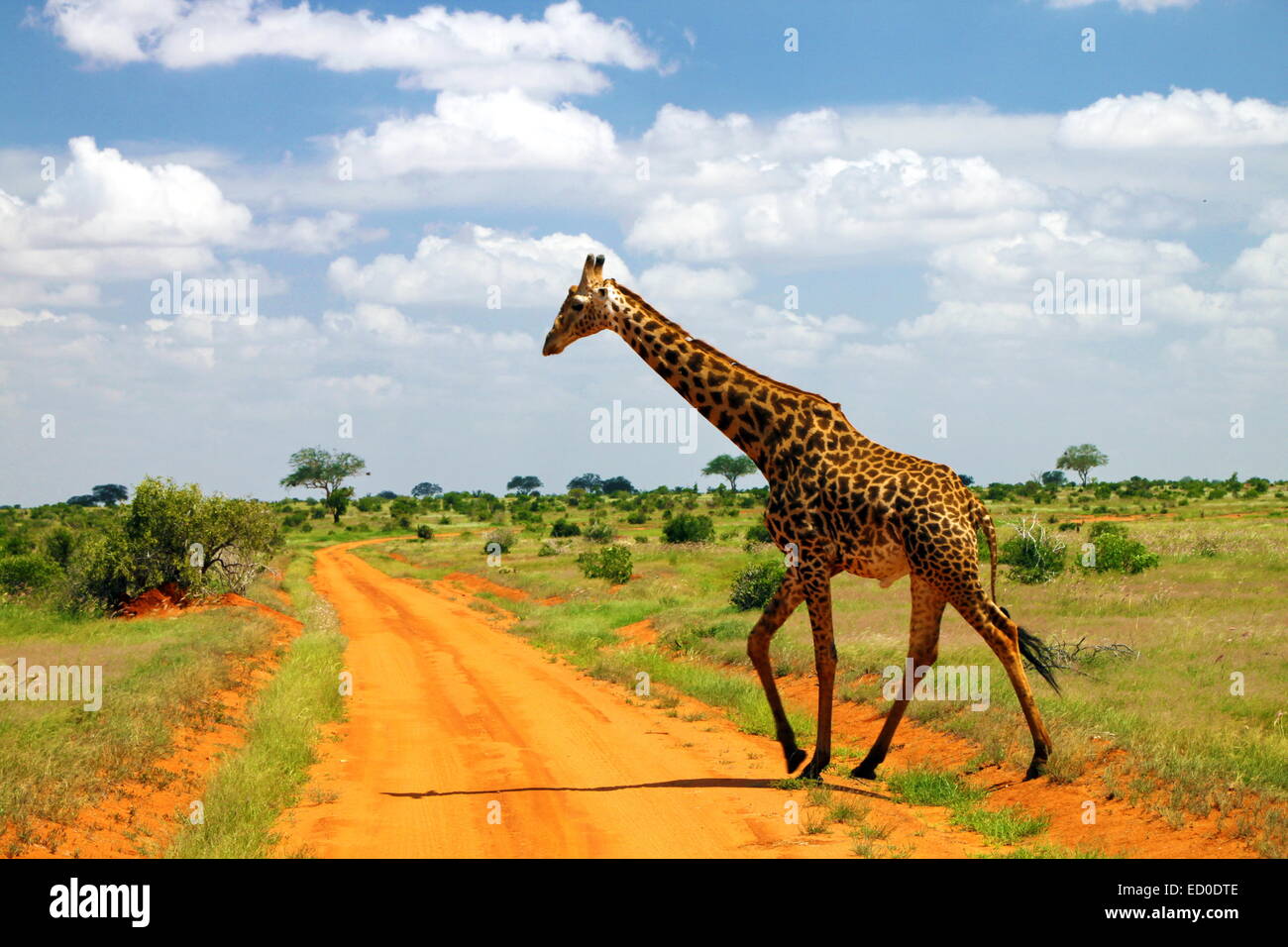 Le Kenya, l'Est de Tsavo, la girafe à pied par chemin de terre dans la région de savannah Banque D'Images