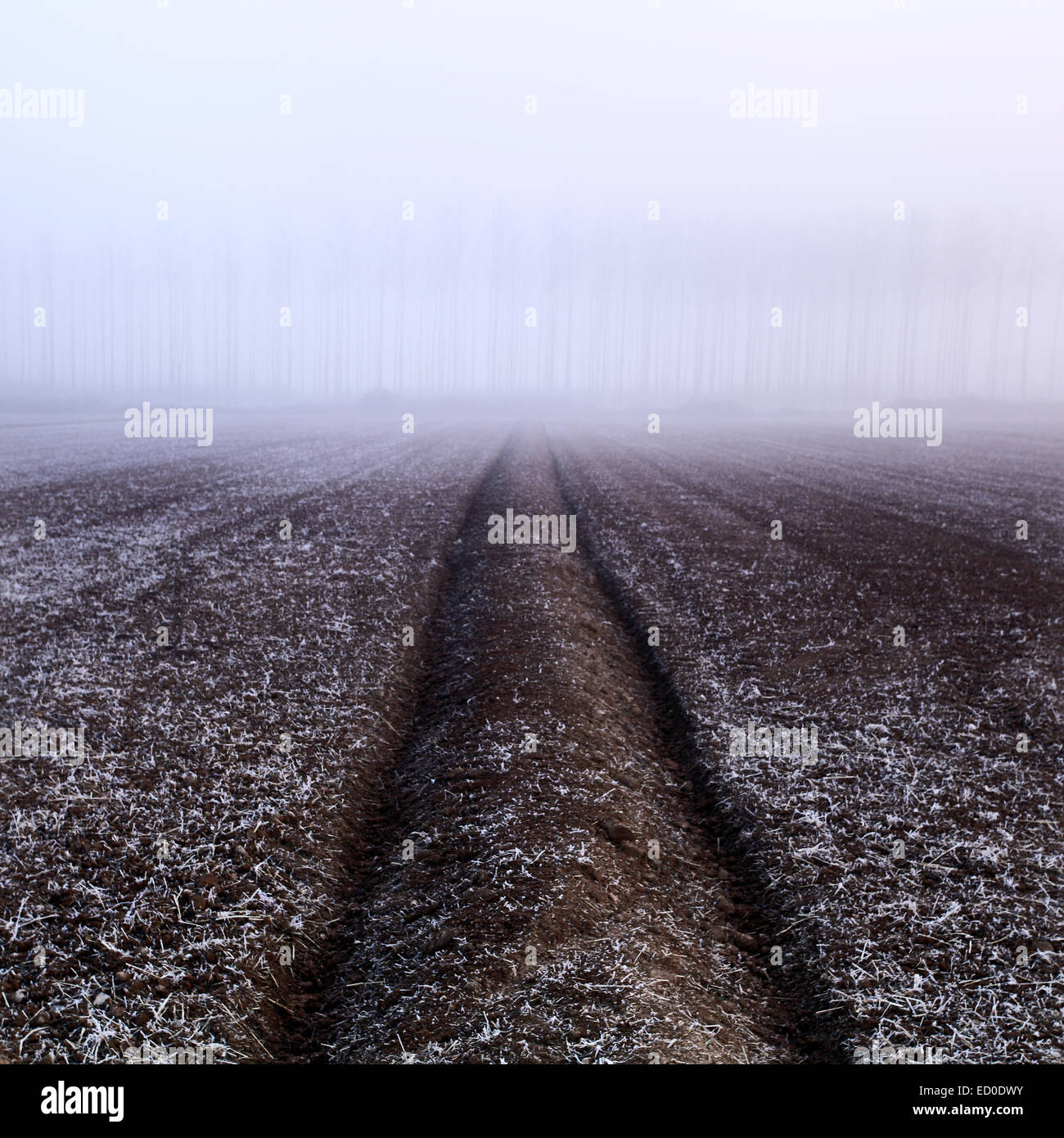 L'Espagne, la Catalogne, Lleida, champ en jachère dans le brouillard Banque D'Images L'Espagne, la Catalogne, Lleida, champ en jachère dans le brouillard Banque D'Images