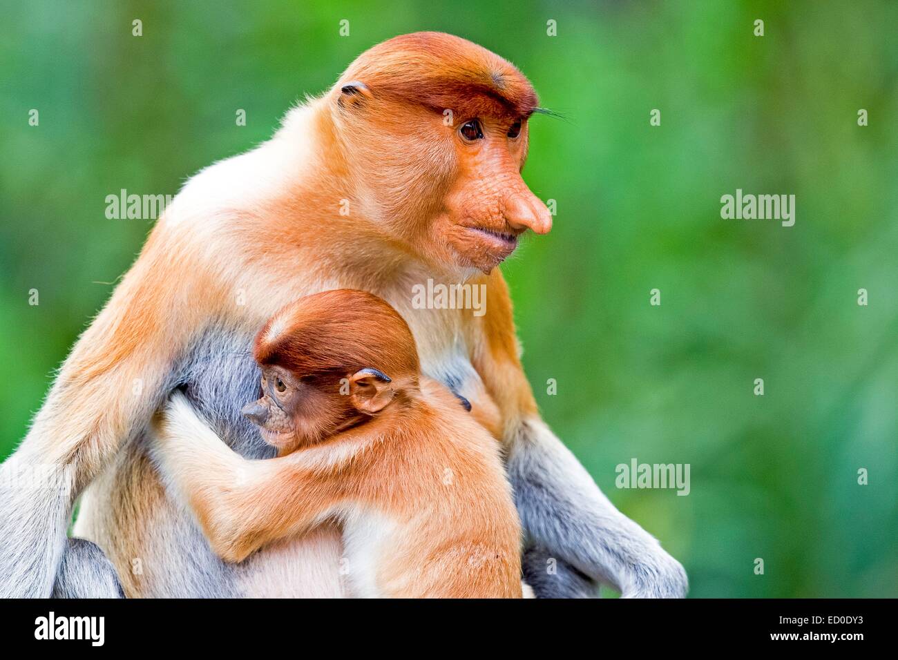 La Malaisie, Sabah State, Labuk Bay Proboscis Monkey ou singe bec long (Nasalis larvatus), femelle adulte et l'enfant Banque D'Images