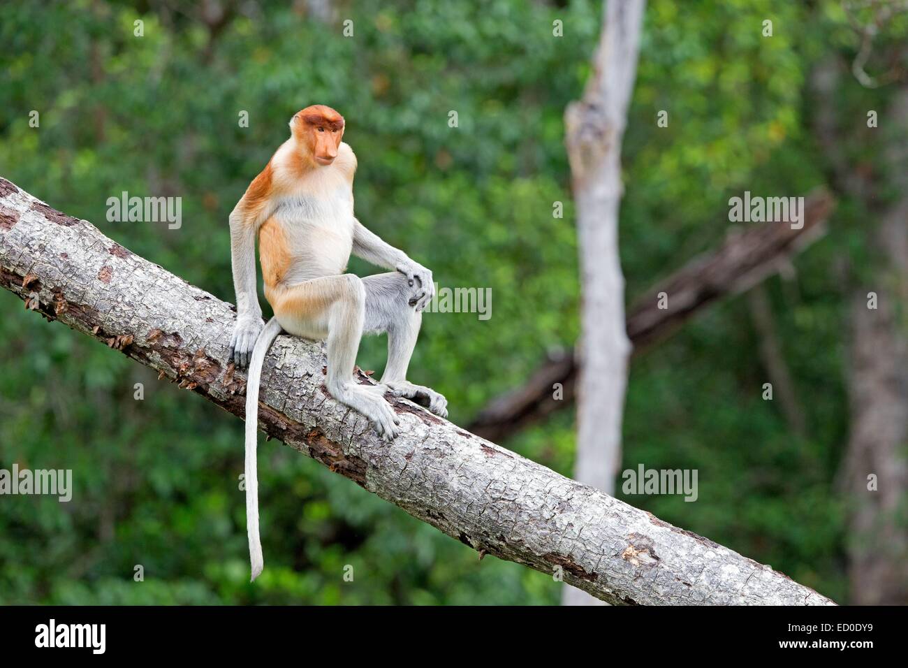 La Malaisie, Sabah State, Labuk Bay Proboscis Monkey ou singe bec long (Nasalis larvatus) Banque D'Images