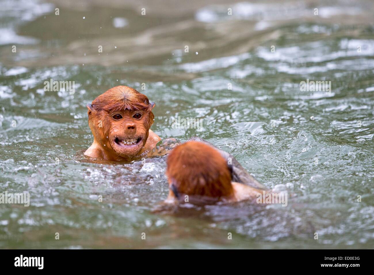 La Malaisie, Sabah State, Labuk Bay Proboscis Monkey ou singe bec long (Nasalis larvatus), natation Banque D'Images