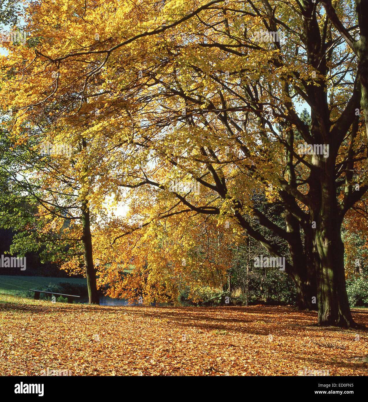 Bramall Hall Park à l'automne, Bramhall, Stockport, Greater Manchester, Angleterre, Royaume-Uni Banque D'Images