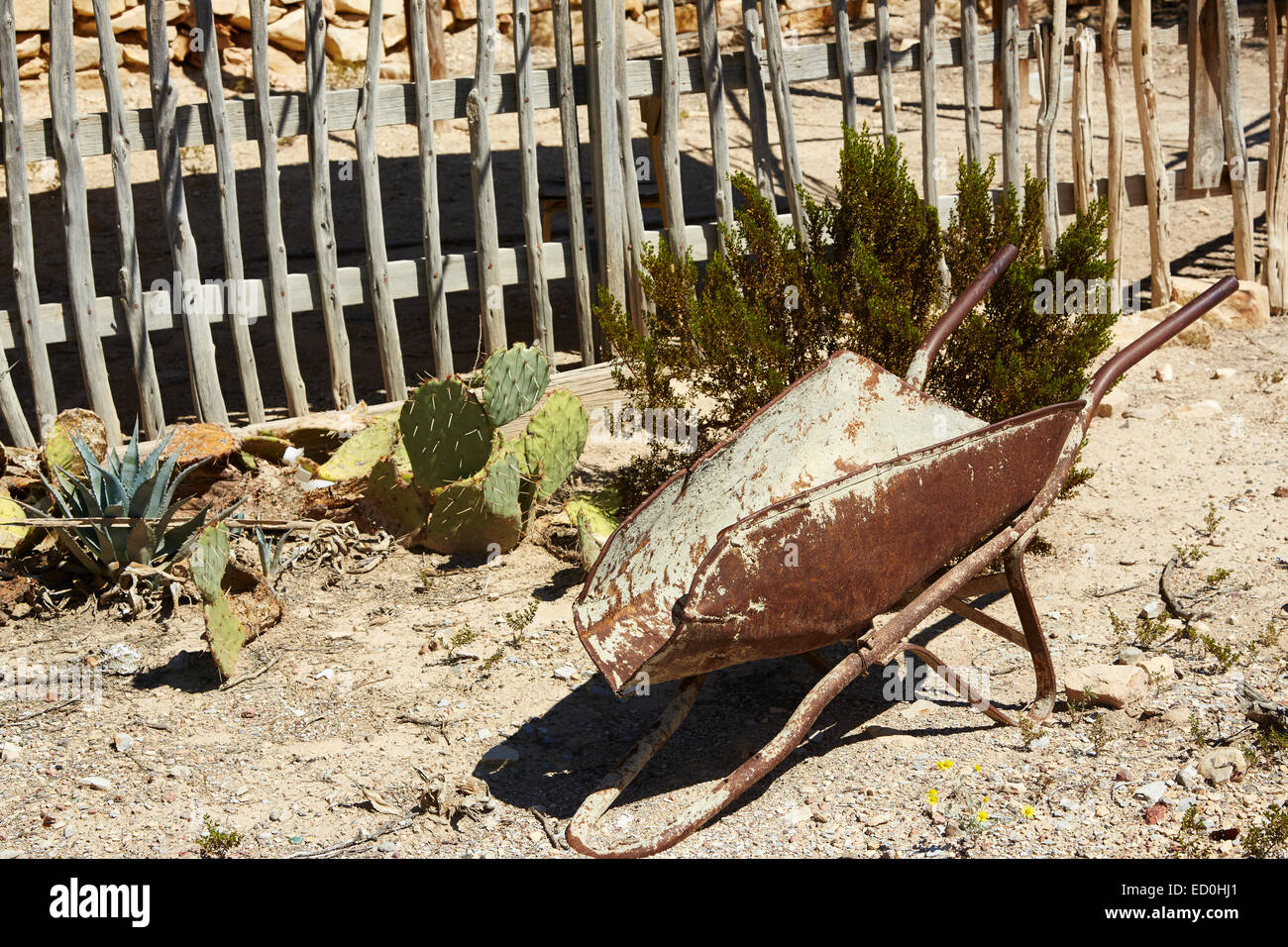 Jardin du désert, Ville Fantôme Terlingua, Texas, États-Unis Banque D'Images