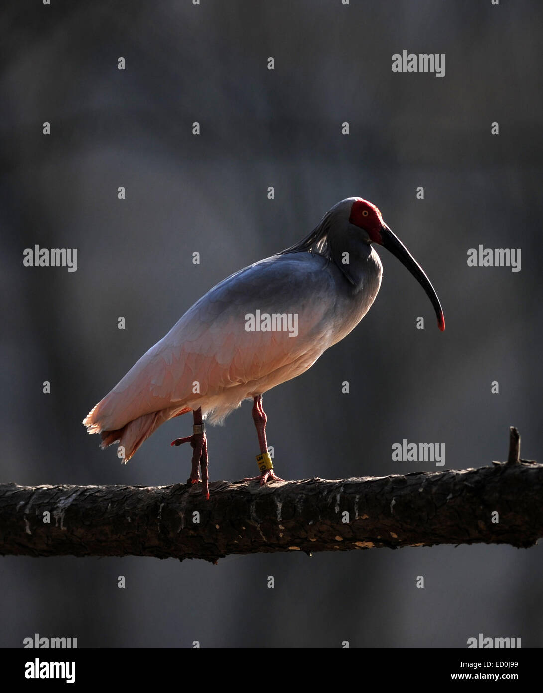 Beijing, Chine, Province du Shaanxi. Dec 23, 2014. L'ibis nippon, un oiseau en péril une espèce semble être disparue en Chine, reste dans une cage à la base de re-formation de Tongchuan wilding, ville du nord-ouest de la Chine, dans la province de Shaanxi, du 23 décembre 2014. L'ibis nippon, également connu sous le nom japonais, l'ibis nippon est grand avec le plumage blanc, et avant les années 1930, avait prospéré au Japon, la Chine, la Russie et la péninsule coréenne. Mais sa population a été fortement réduite en raison de guerres, de catastrophes naturelles, la chasse et les autres activités humaines. © Ding Haitao/Xinhua/Alamy Live News Banque D'Images