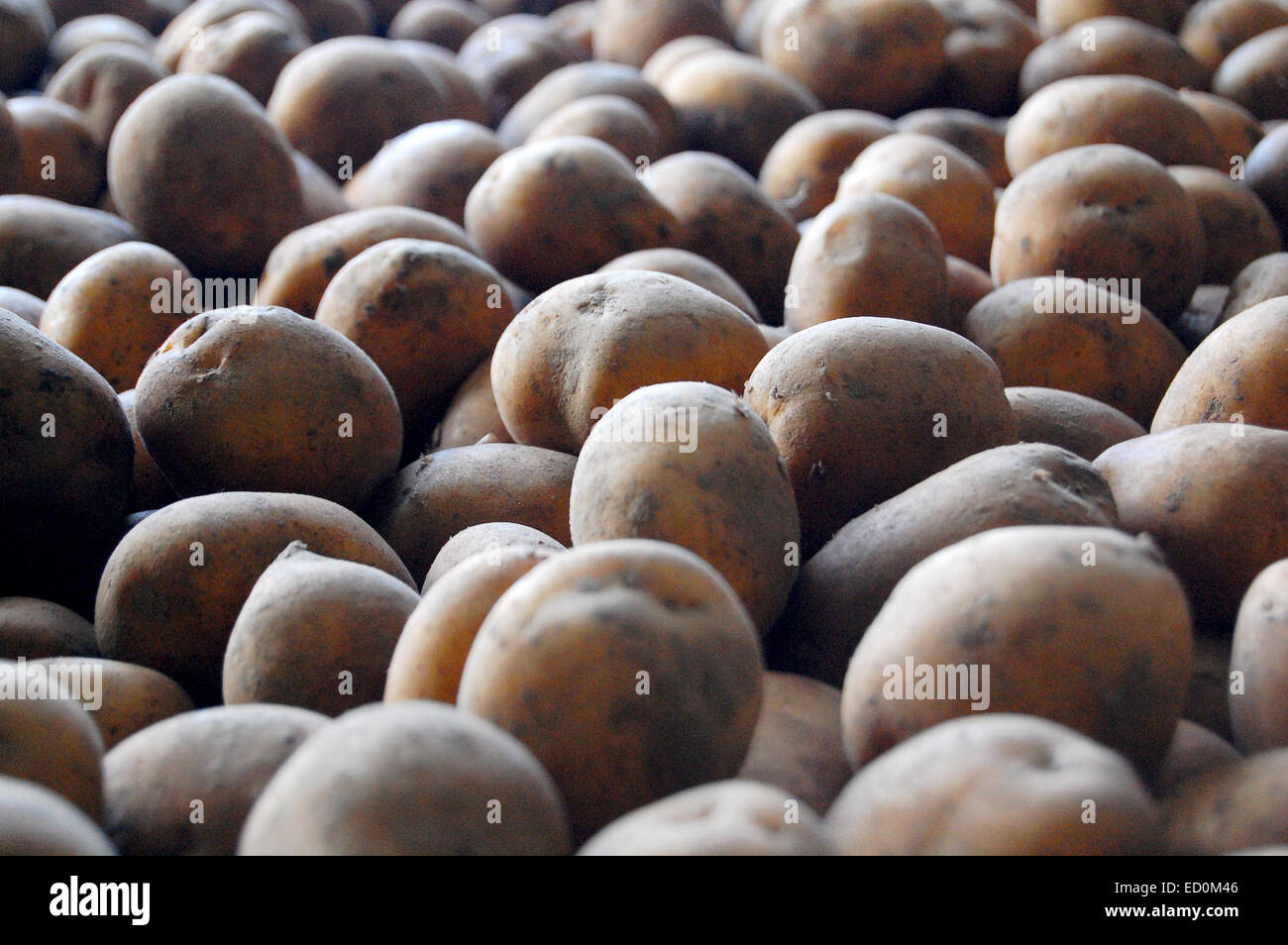 Magasin de pommes de terre dans un climat froid pour éviter de gâcher de l'ampoule Banque D'Images