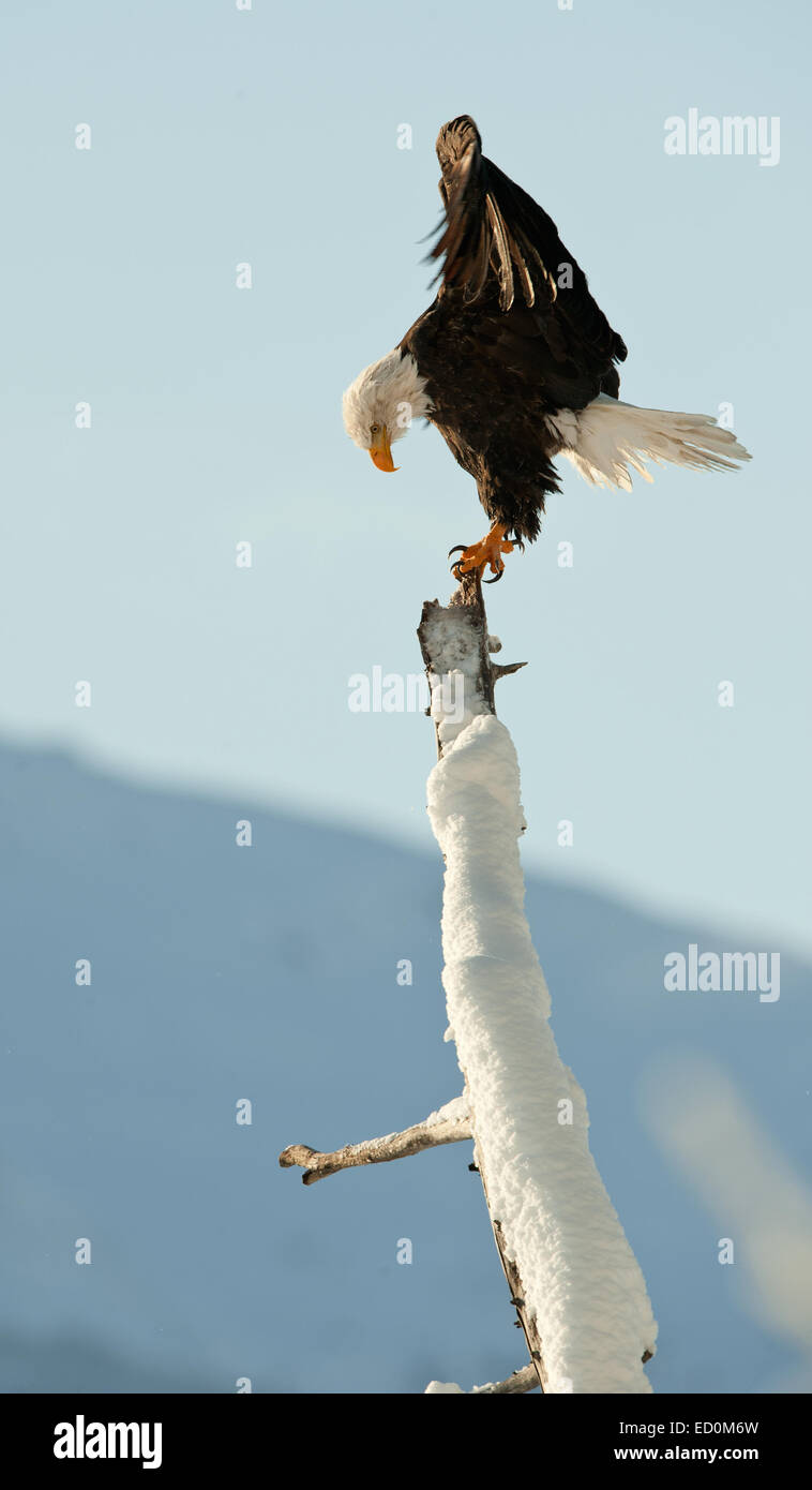 Pygargue à tête blanche (Haliaeetus leucocephalus) perché sur un arbre. Banque D'Images