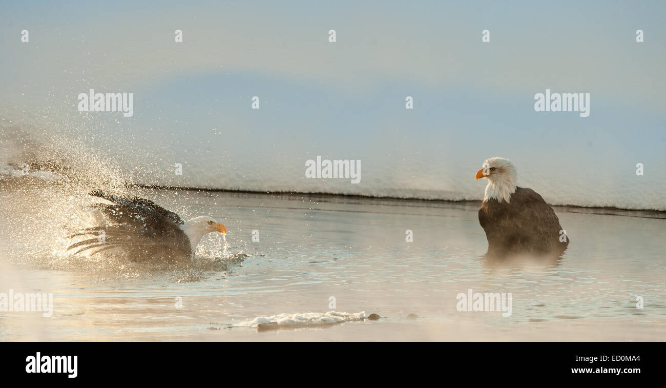 Le pygargue à tête blanche (Haliaeetus leucocephalus) baignade en rivière Chilkat brumeux, a brillé avec le soleil .. Banque D'Images