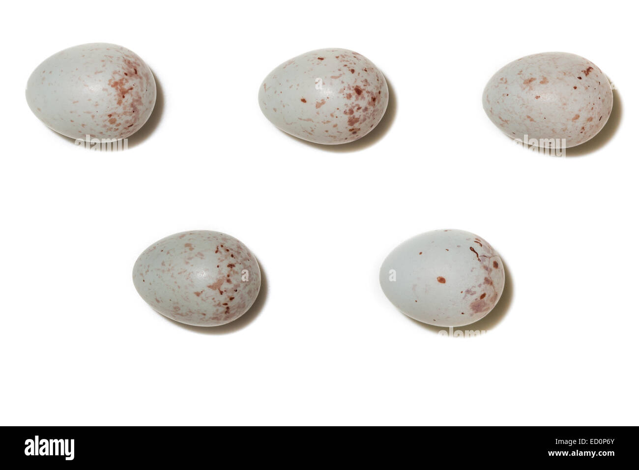 Les œufs du Verdier (Carduelis chloris). Banque D'Images