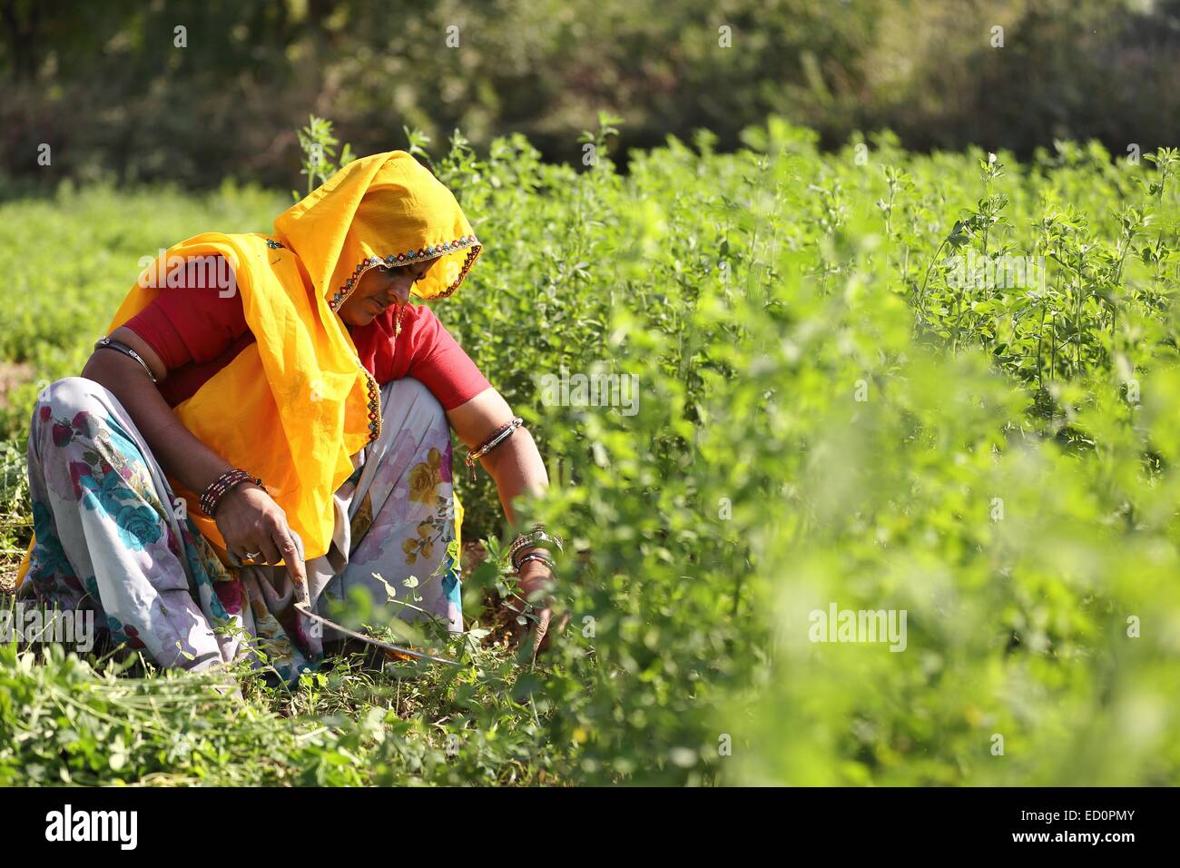 Femme indienne travaillant sur sa terre l'Inde Banque D'Images