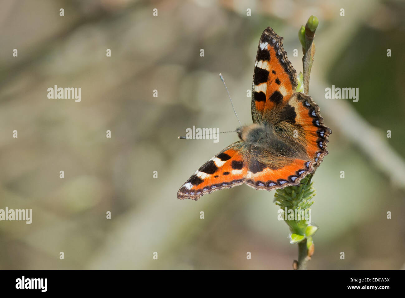 Petite écaille-Aglais urticae papillon.(mâle) Banque D'Images