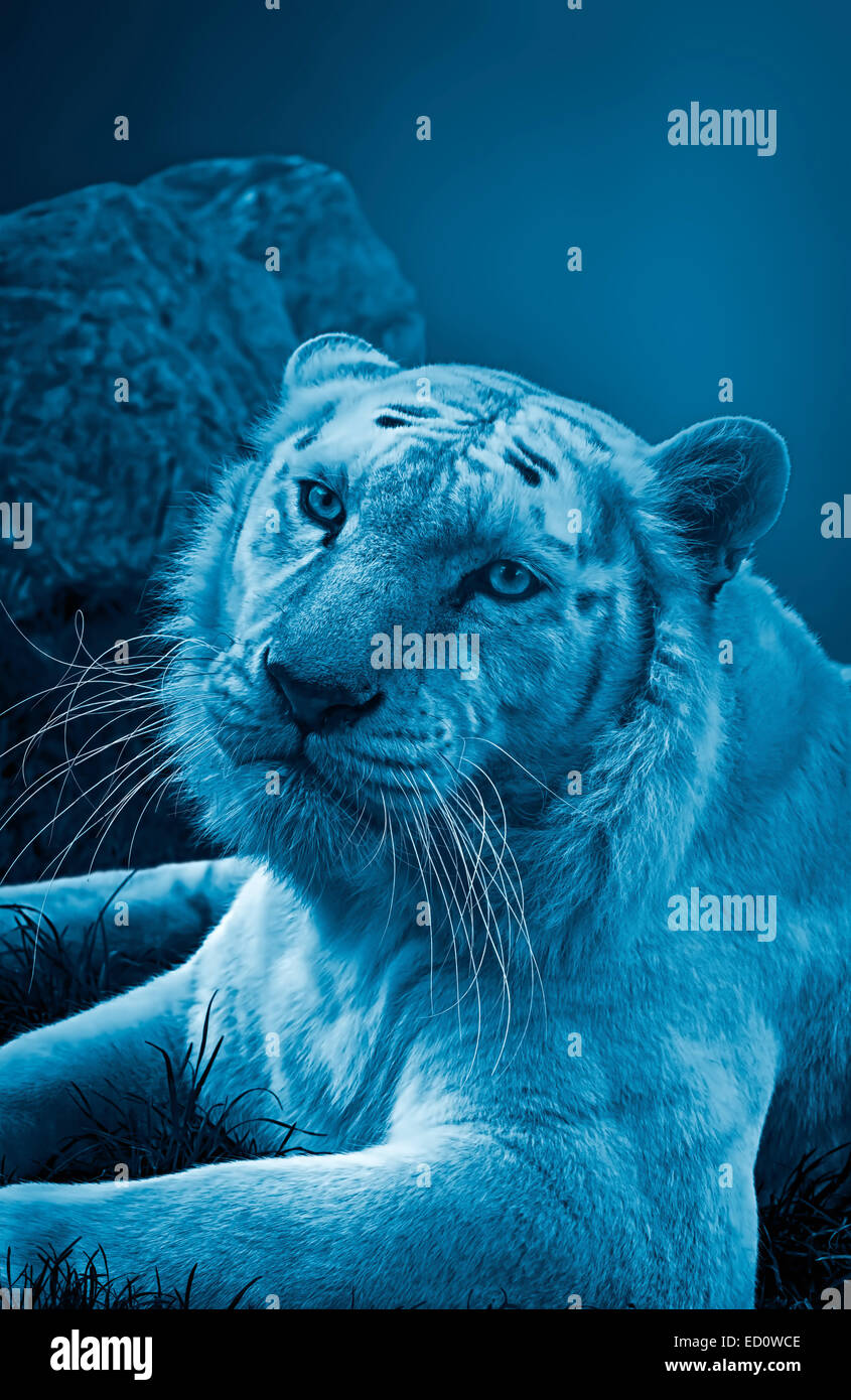 Tigre dans la nuit avec effet bleu. Banque D'Images