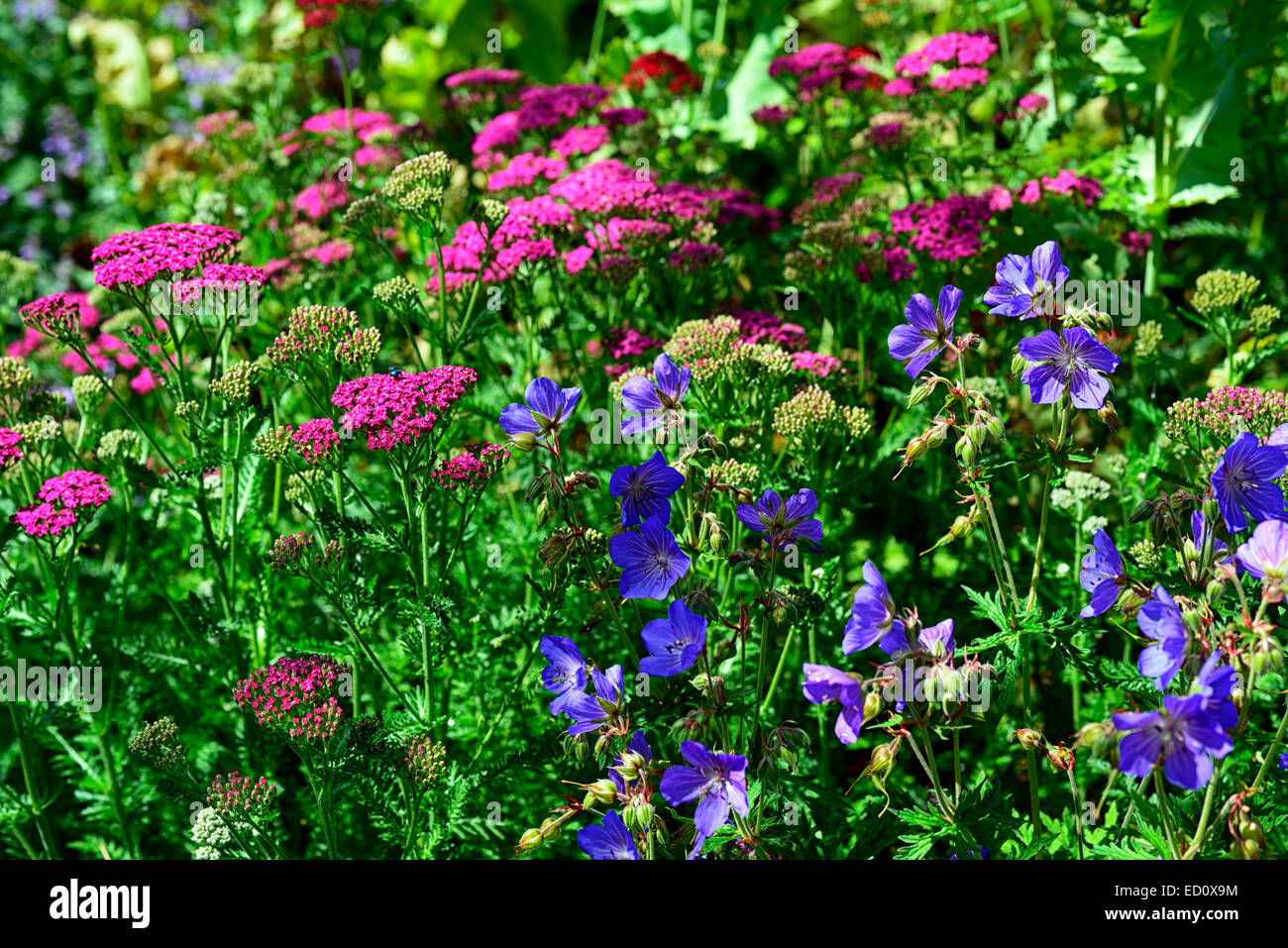 L'Achillea millefolium rose géranium JOHNSON'S blue mix plantation mixte régime fleur fleurs plantes à fleurs vivaces Fleurs RM Banque D'Images