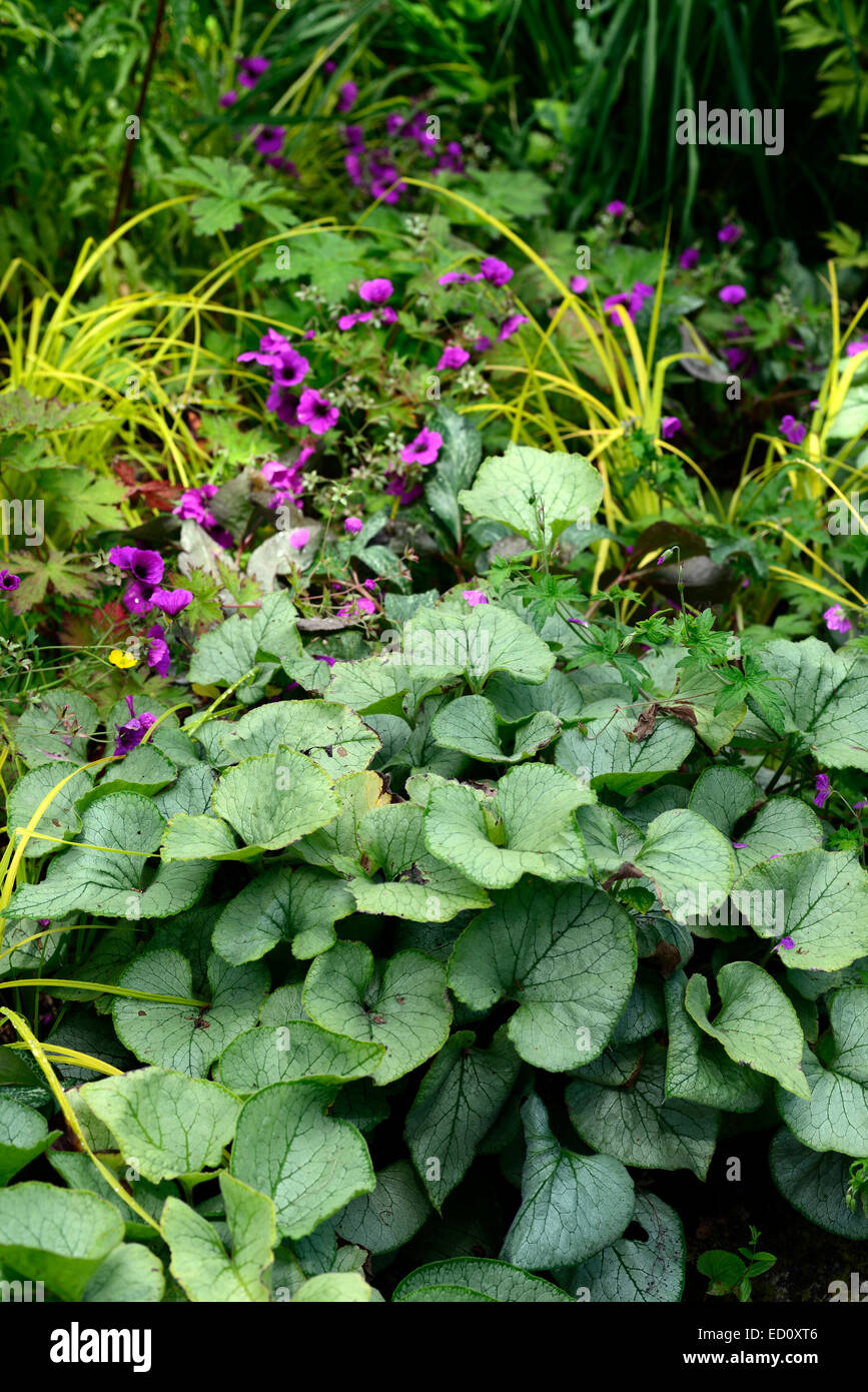 Brunnera macrophylla jack frost feuilles geranium psilostemon violet rose Floraison fleurs vivaces vivaces Floral RM Banque D'Images