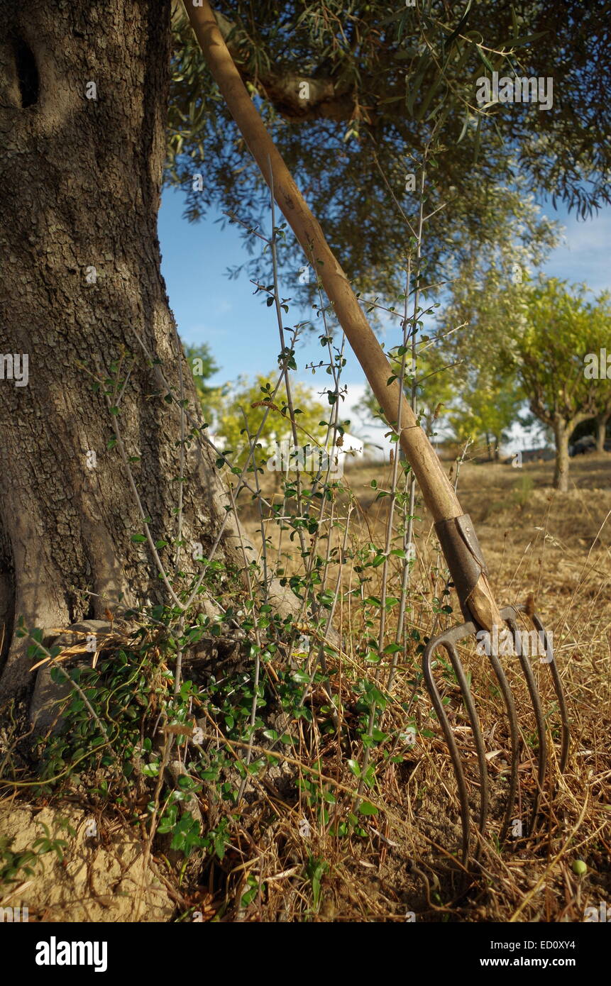 Vieille fourche à foin sous un olivier en terres agricoles méditerranéens Banque D'Images