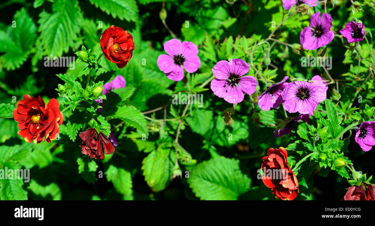 Geum chiloense Mme Bradshaw geranium psilostemon rose rouge fleur fleurs la plantation des plantes vivaces mélange mixte schéma Floral RM Banque D'Images