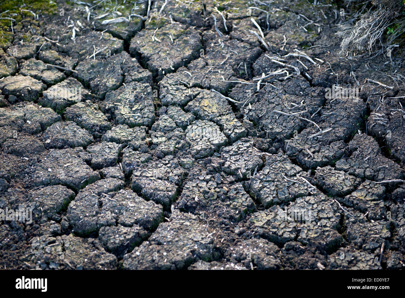 Desséchée et séché la tourbe sur un domaine en Ecosse Banque D'Images