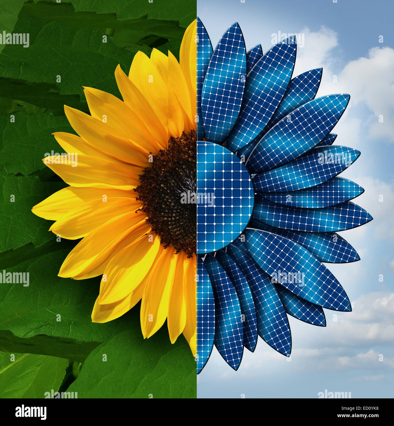 Concept de l'énergie solaire comme un tournesol divisé en deux avec le côté opposé comme pétales panneau solaire en tant que symbole et métaphore de l'écologie et de la technologie. togethder de travail Banque D'Images