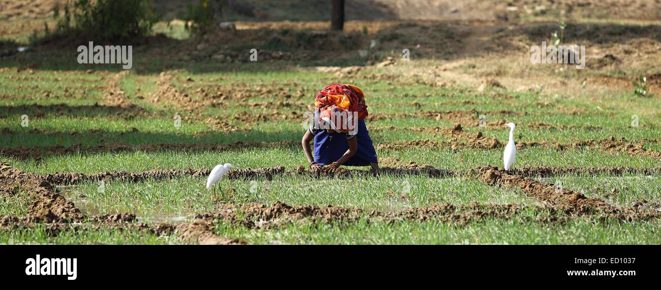 Femme indienne travaillant sur sa terre l'Inde Banque D'Images