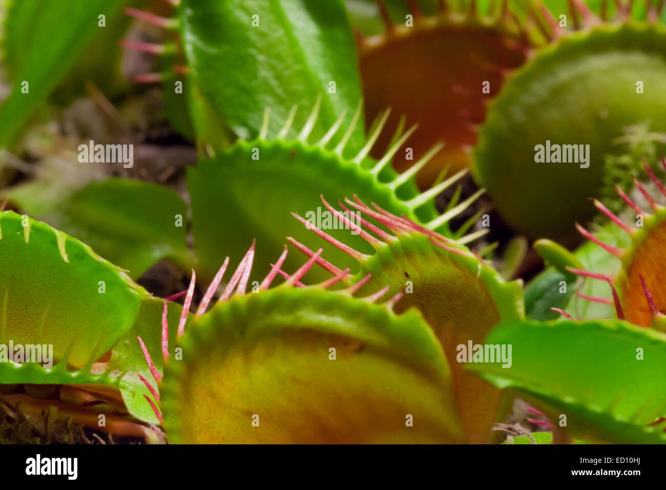 Venus Fly Trap Banque D'Images