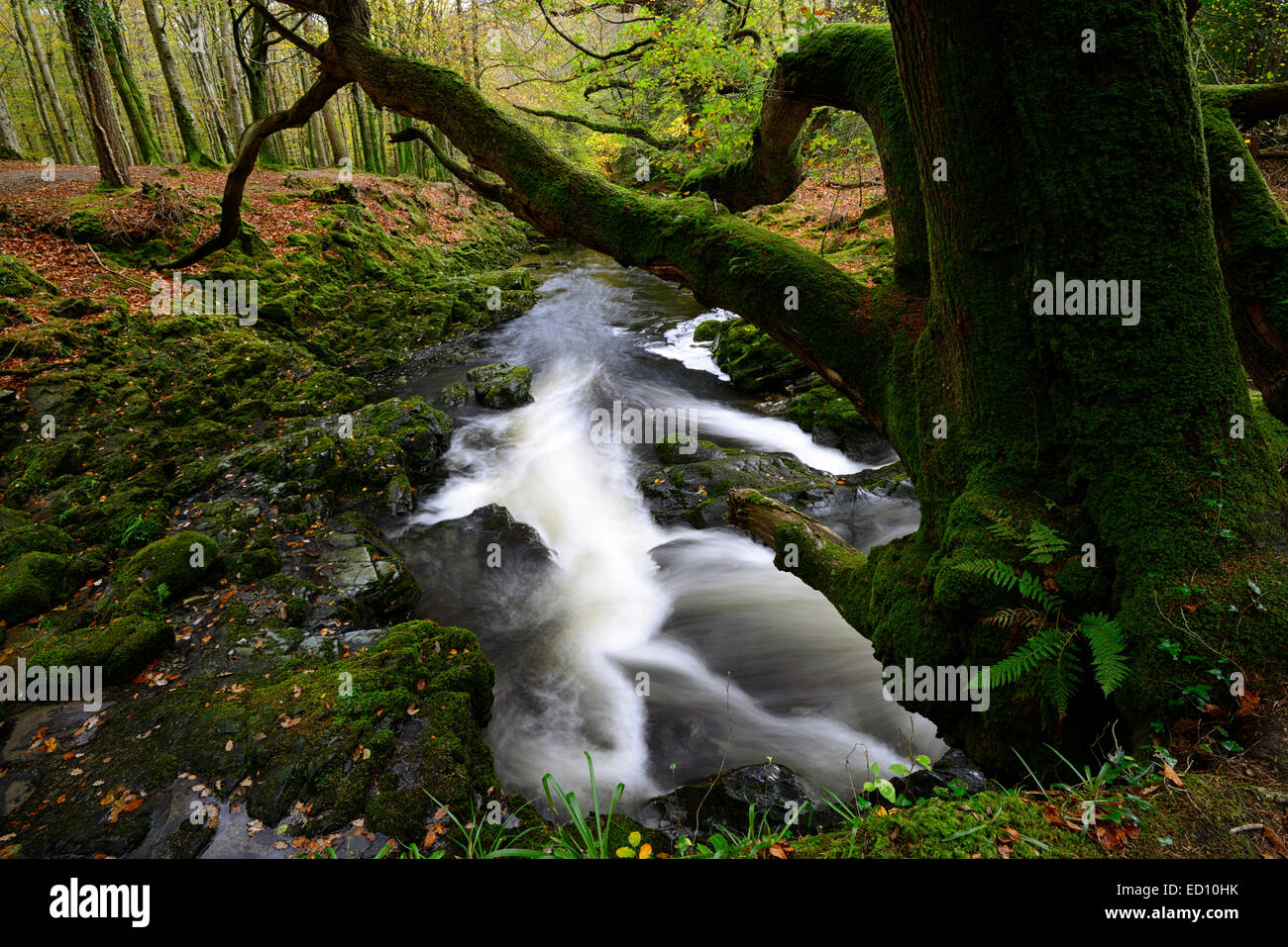 Tollymore Forest Park shimna le débit de la rivière qui coule à travers le comté de Down en Irlande du Nord d'automne automne automne Banque D'Images