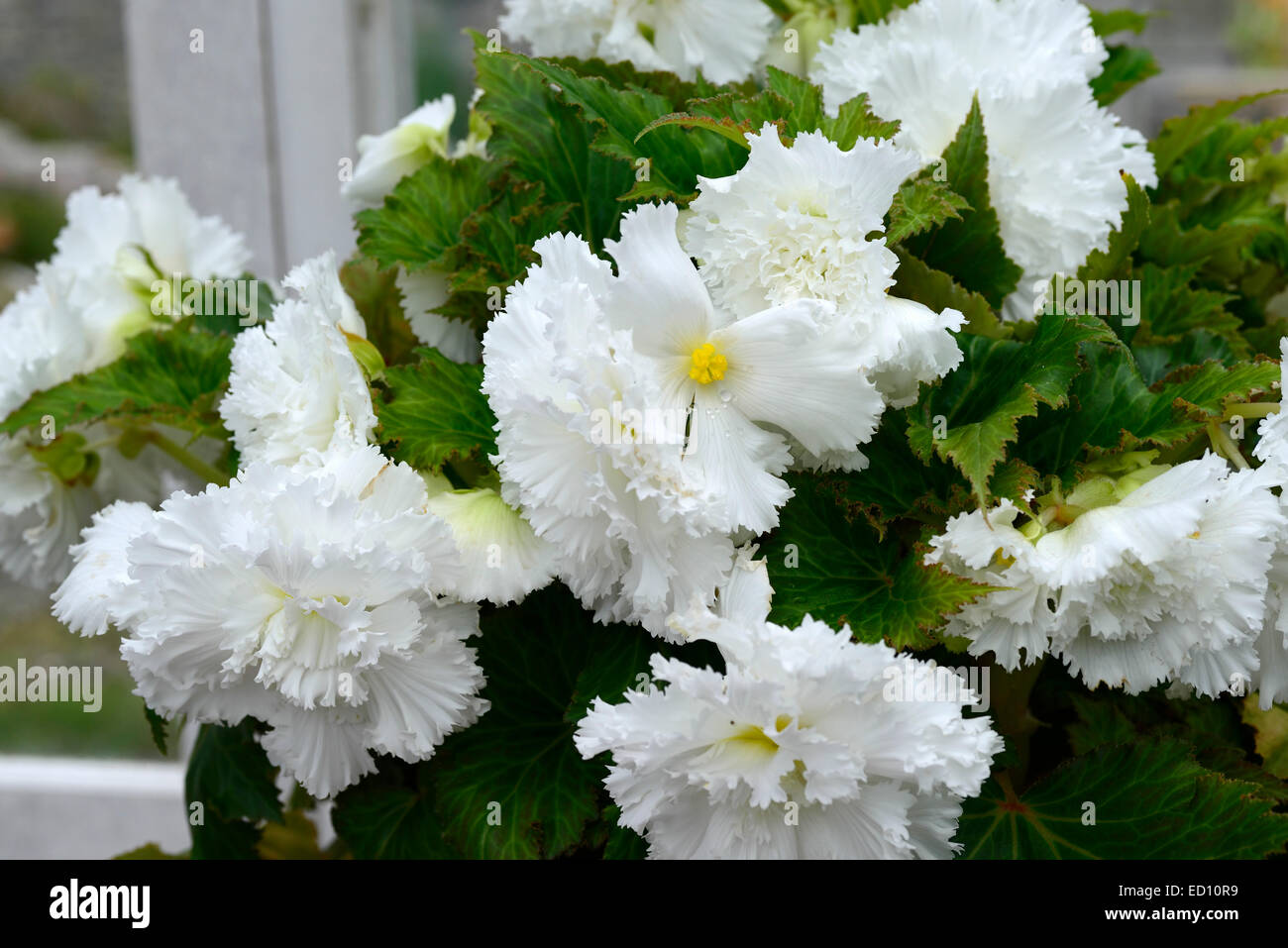 Double blanc begonia plante annuelle de fin d'offres ampoule floraison fleur fleurs floral RM literie Banque D'Images