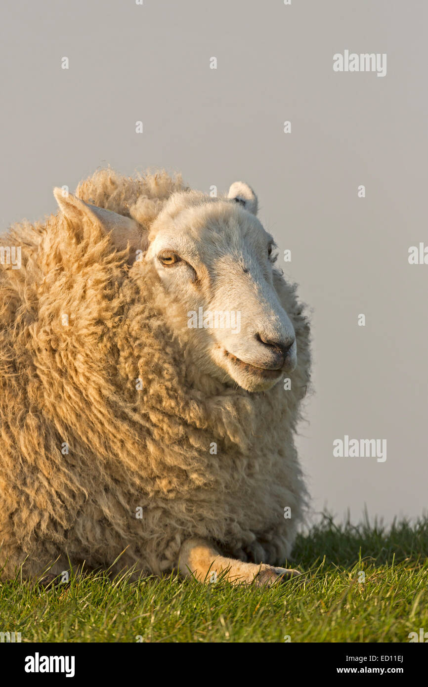 Les moutons Westerheversand, Büsum, Eiderstedt, Frise du Nord, Schleswig-Holstein, Allemagne, Europe Banque D'Images