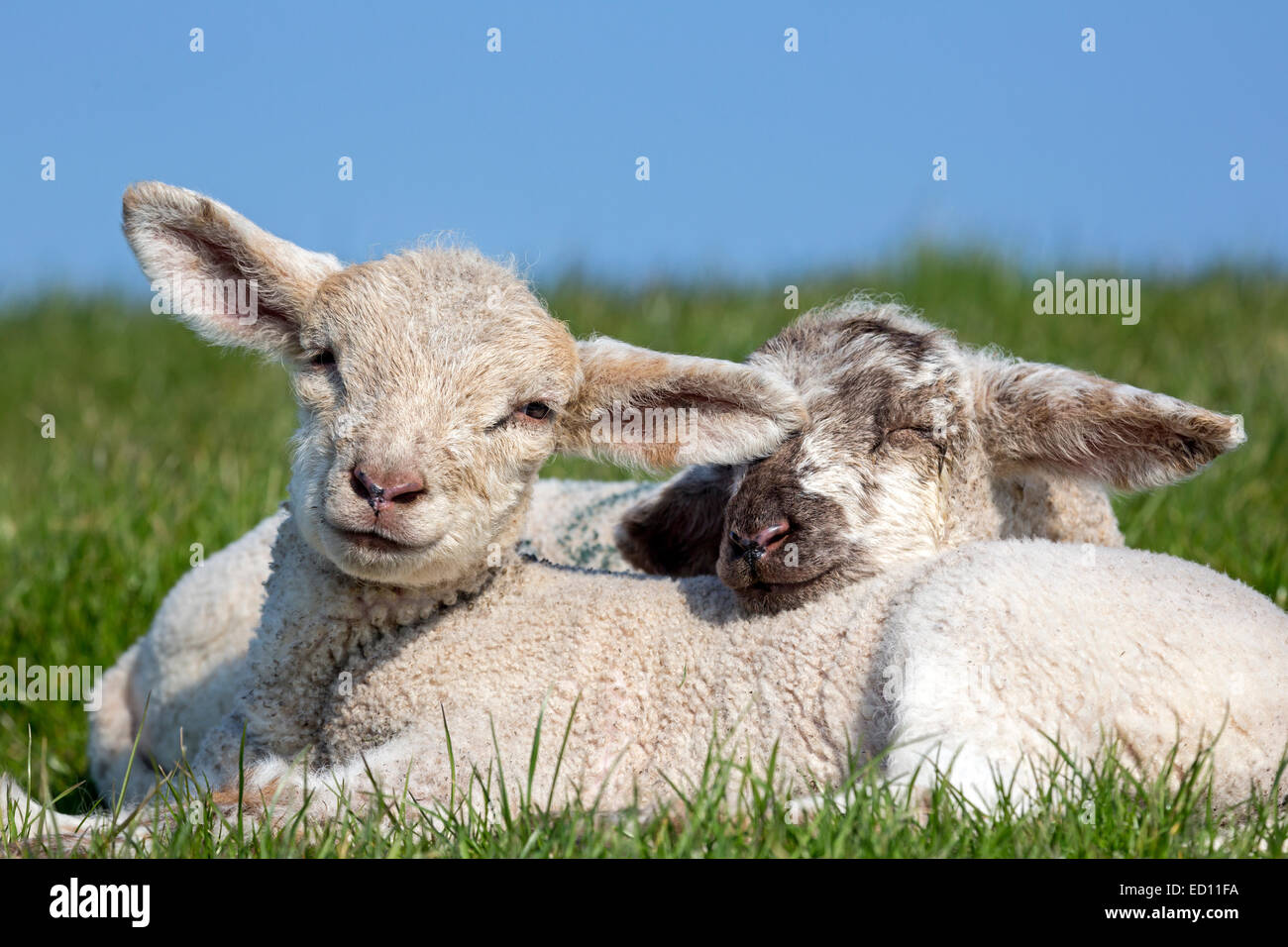 Les jeunes animaux moutons, Frise du Nord, Schleswig-Holstein, Allemagne, Europe Banque D'Images