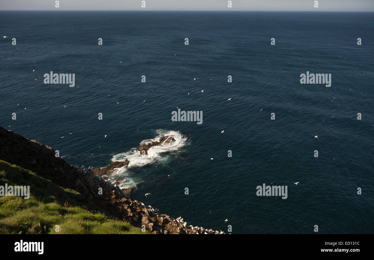 Surplombant la mer depuis Troup Head sur les côtes du nord-est de Banff Aberdeenshire en Écosse Banque D'Images