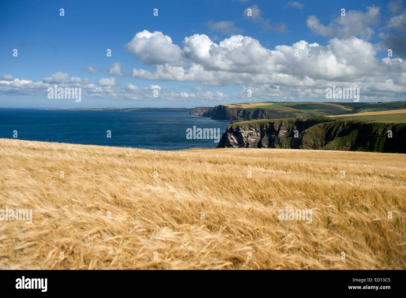 Un champ d'orge doré miroitant dans la brise sur la côte entre Banffshire Troup Head et Downie Bay au nord est de l'Écosse Banque D'Images