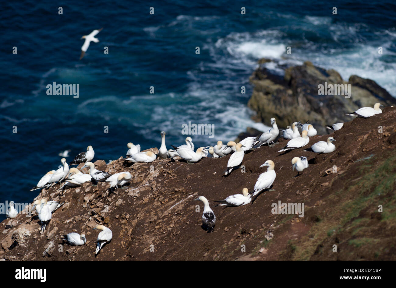 Magnifique à Bassan Troup Head dans Aberdeenshire où plus de 150000 oiseaux reproduction visiter pendant les mois d'été Banque D'Images