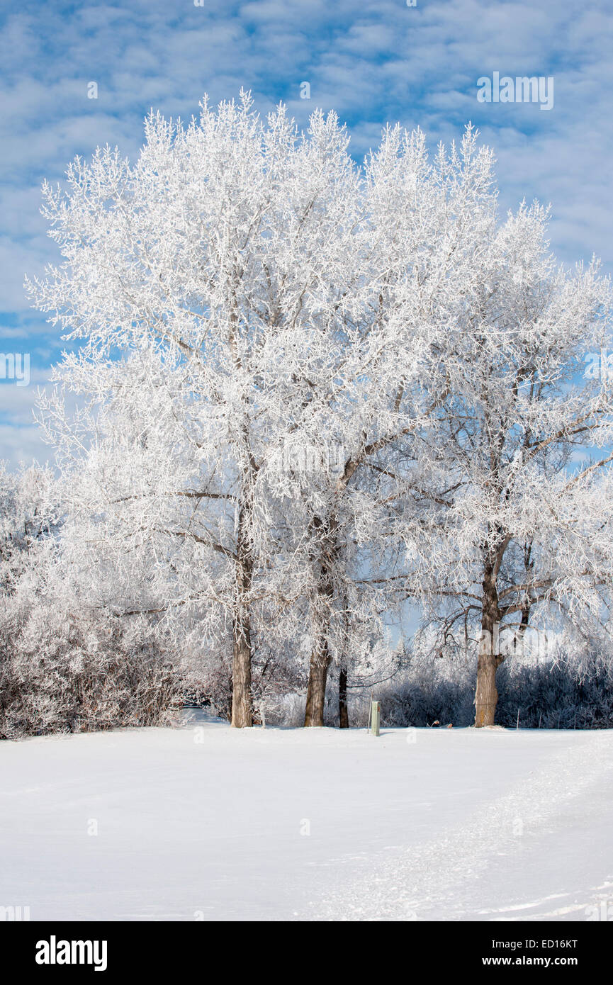 Givre sur les arbres Banque D'Images