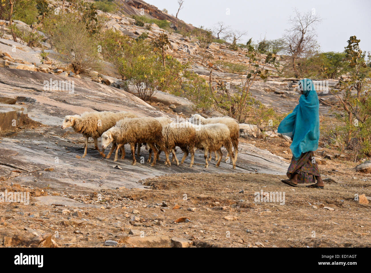 Garasia femme tribal tendant les moutons près de Poshina, Gujarat, Inde Banque D'Images