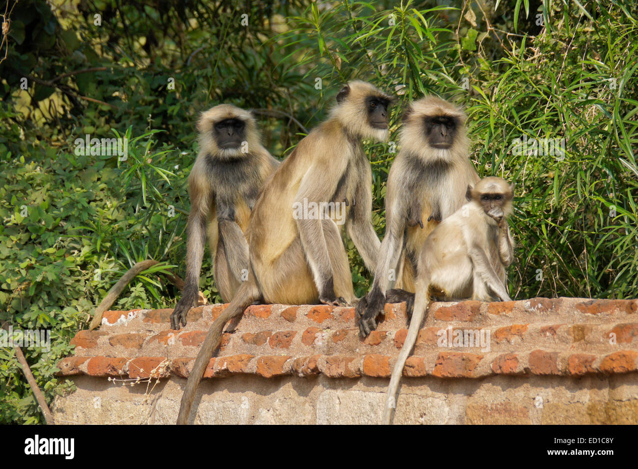 Les singes Langur sitting on wall, Gujarat, Inde Banque D'Images