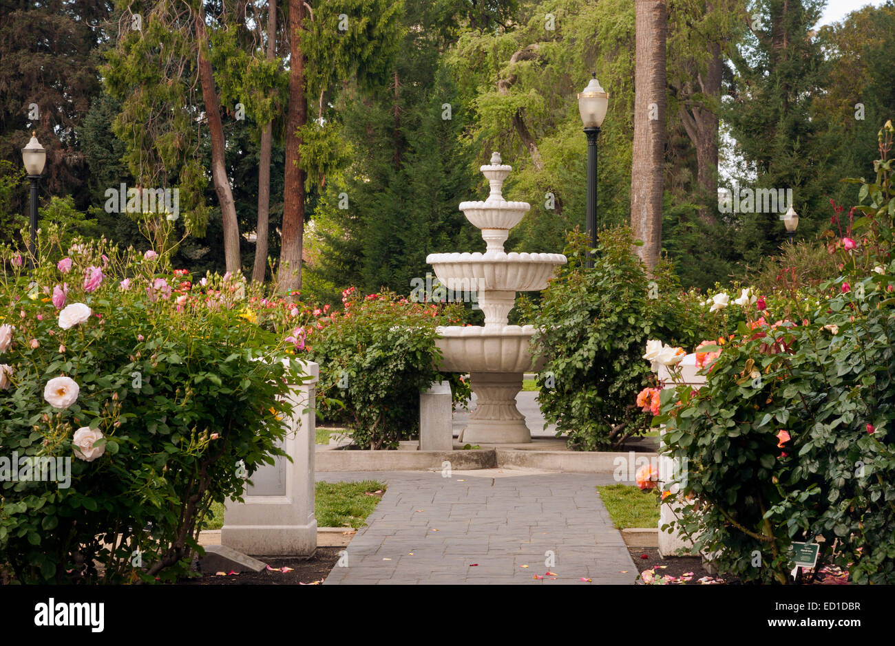 CA02604-00...CALIFORNIE - jardin de roses au California State Capitol Park à Sacramento. Banque D'Images